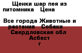 Щенки шар-пея из питомника › Цена ­ 15 000 - Все города Животные и растения » Собаки   . Свердловская обл.,Асбест г.